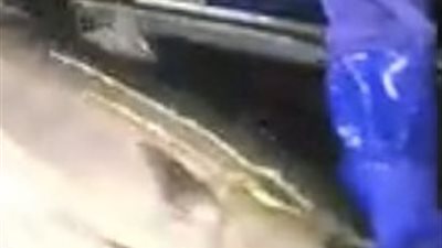 سمكة تعود للحياة بعد تجميدها (فيديو وصور)