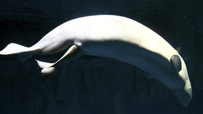 حديقة أسماك أتلانتا تتخلى عن معركة قضائية بشأن حوت بيلوجا