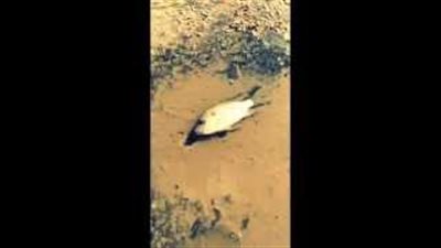 بالفيديو.. أسماك حية تملأ شوارع جدة عقب السيول