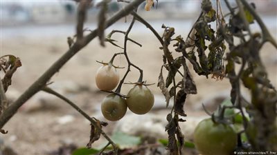 ظاهرة تحير العلماء.. طماطم وبطيخ على ضفاف الراين
