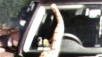 ثعبان يفرض حظر تجول على سكان لينكولنشاير ويمنعهم من الخروج