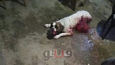 الخميس.. أولى جلسات محاكمة الجزار المتهم بقتل «كلب الدقي»