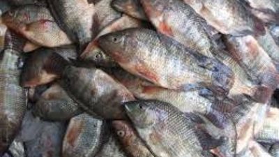 توزيع أسماك مخفضة الأسعار في منافذ السلع الاستهلاكية بقنا