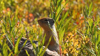 نيوزيلندا تقرر القضاء على «القوارض» لحماية الطيور والحفاظ على البيئة