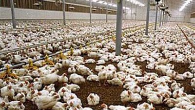 تعاون مشترك بين مصر وباراجواى في مجال الثروة الداجنة