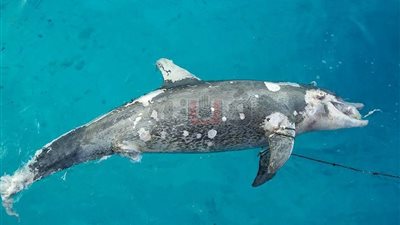 العثور على دولفين نافق في الغردقة (صور)