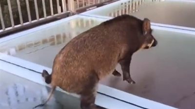 خنزير يضع نفسه في مأزق أعلى جسر زجاجي (فيديو)