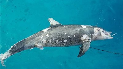 «الإنقاذ البحري»: نفوق دولفين الغردقة يدق ناقوس الخطر