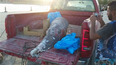 محميات البحر الأحمر تتسلم الدولفين النافق (صور)