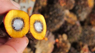 علماء يحذرون من أضرار زيت النخيل