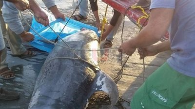 محميات البحر الأحمر عن الدولفين النافق: هاجمته سمكة قرش