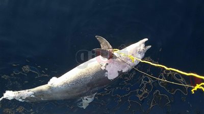 15 صورة ترصد أخبار مصر والعالم.. انخفاض أسعار اللحوم وزيادة تذاكر المترو