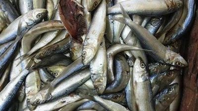 ضبط محل «أسماك» بداخله كمية غير صالحة في الإسكندرية