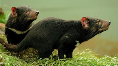 أستراليا تحاول إنقاذ حيوانات «شيطان تسمانيا» المهددة بالانقراض