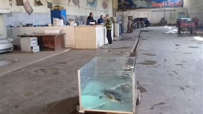 سائحة بلجيكية تساهم في إنقاذ سلحفاة نادرة قبل بيعها في المنوفية