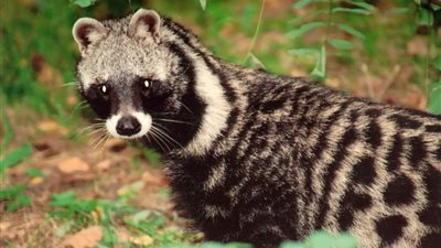 فضلات حيوان الزباد أغلى أنواع القهوة في العالم (صور)