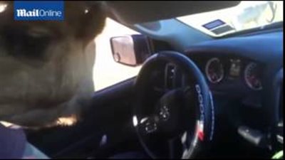 بالفيديو والصور.. جمل يهاجم ركابًا ويسرق طعامًا من سيارتهم