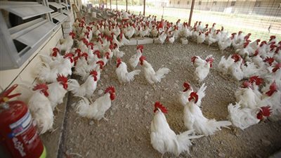 خلال ساعات.. الحكم على 9 شركات في «احتكار الدواجن»