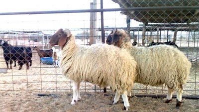 أستراليا تقرر وقف تصدير شحنات الأغنام للشرق الأوسط 3 أشهر كل عام