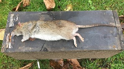 أكبر فأر في بريطانيا يثير ذعر السكان (صور)