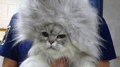 أغرب قصات شعر الحيوانات الأليفة (صور)