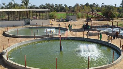 مزرعة الأسماك بقنا نموذج عملي وعلمي قابل للتطبيق بمناطق مختلفة (صور)