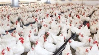 «منتجو الدواجن»: لم ننسق مع «الرقابة الإدارية» لتخفيض الأسعار