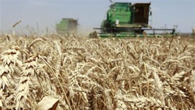 توريد أكثر من 160 ألف إردب قمح من المزارعين بالقليوبية