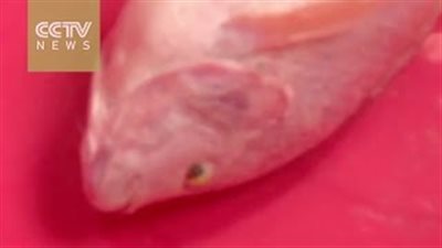 بالفيديو.. مسحوق أبيض يعيد الحياة إلى الأسماك الميتة