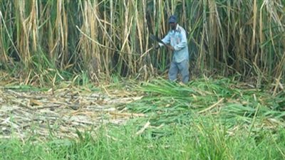 نقيب مزارعي القصب: قانون الضرائب العقارية وبال على الفلاحين