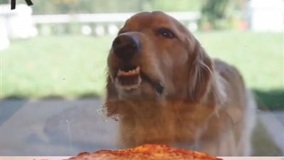 كلب جائع يلعق زجاج مطعم بيتزا يثير ضجة (فيديو وصور)