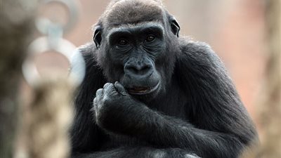 غوريلا تغش بطريقة الإنسان وتعرف الحيل الماكرة (فيديو وصور)