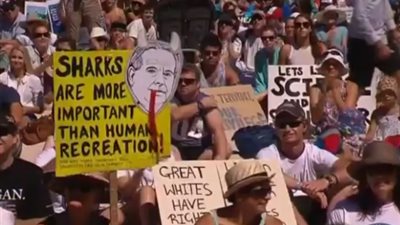بالفيديو.. احتجاجات أسترالية لإنقاذ سمك القرش