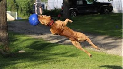 بالفيديو.. كلب بوليسي يتعرف على الأسلحة ويتسلق الجدران