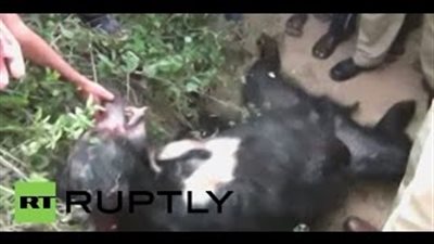 بالفيديو.. دب يقتل رجلًا بطريقة وحشية ويصيب آخر بالهند