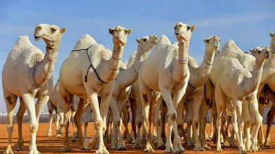 وصول 3181 رأس إبل من السودان إلى أسوان