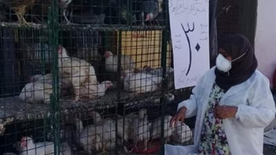 حملات وقائية ضد مرض أنفلونزا الطيور بالبحر الأحمر (صور)