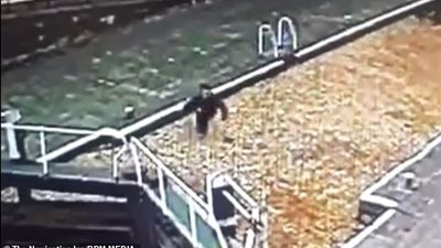 أوراق الشجر تخدع رجلا منشغلا بهاتفه (فيديو وصور)