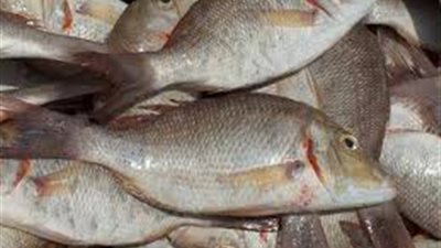 تناول السمك مرتين أسبوعيا يحمي من أمراض السرطان والقلب