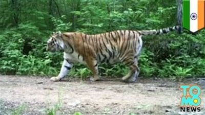 بالفيديو.. نمر يقتل امرأة ويموت بعد يومين