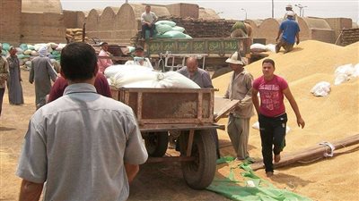 توريد 184 طن قمح بالغربية