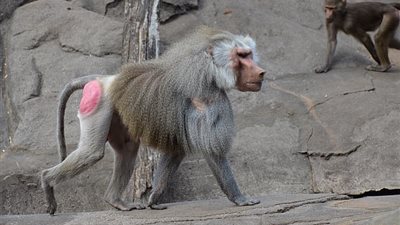 خنزير يعيش بقلب قرد لستة أشهر.. والعلماء يأملون نقل الأمر للبشر (فيديو)