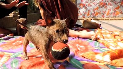 إنقاذ ثلاثة جراء علقت بالقطران (فيديو وصور)