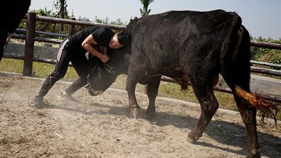 مصارعة الثيران الصينية.. رجل لثور (فيديو وصور)