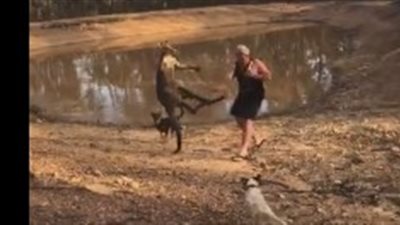 كنجارو يسقط رجلا بركلة قوية في معركة بينهما (فيديو)