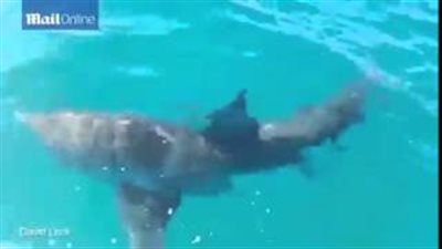 بالفيديو والصور.. سمكة قرش تهاجم قاربًا في أستراليا