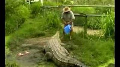 بالفيديو.. رجل يمتطى تمساحا في أستراليا