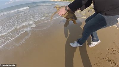 إنقاذ سلحفاة من مأزق باستخدام ولاعة (فيديو وصور)