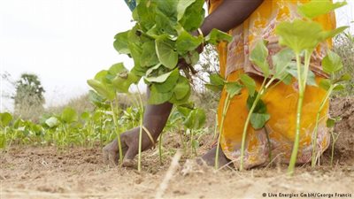 علماء هولندا يعارضون استخراج الوقود الحيوي من المحاصيل الغذائية