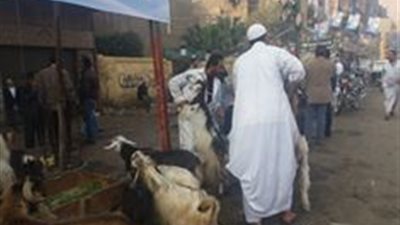 بالصور.. انتشار بائعى الماشية أمام اللجان الانتخابية بشبرا الخيمة